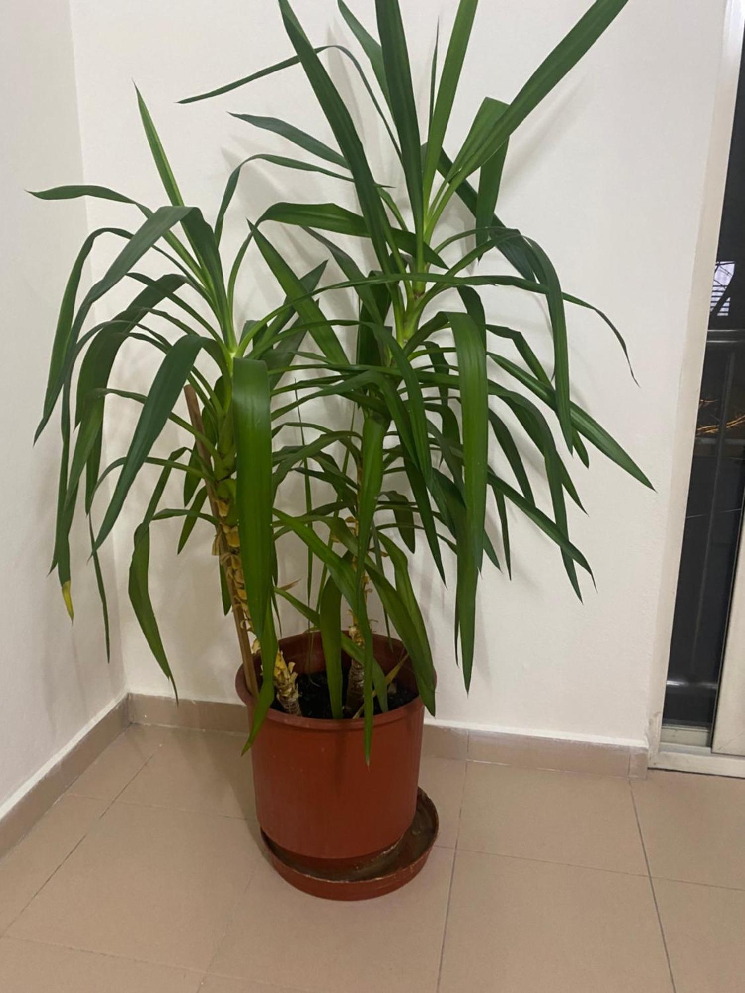 Chlo Apartment 4 Tirane Kültér fotó
